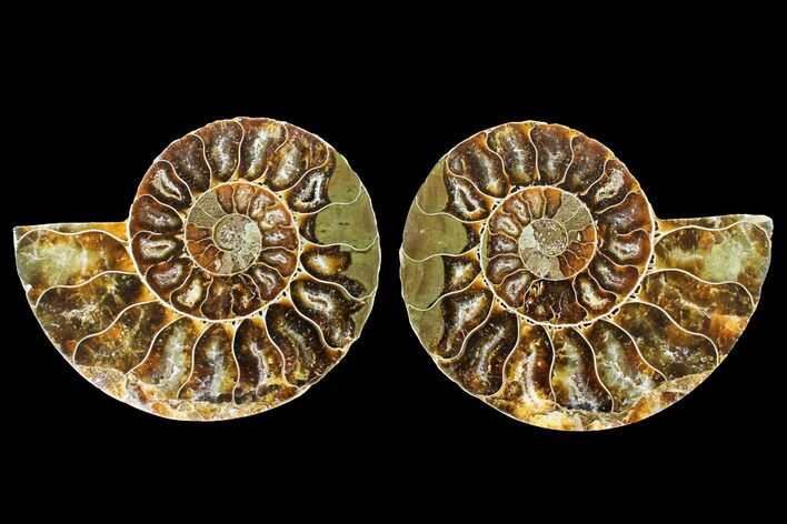 Agatized Ammonite Fossil - Madagascar #145988